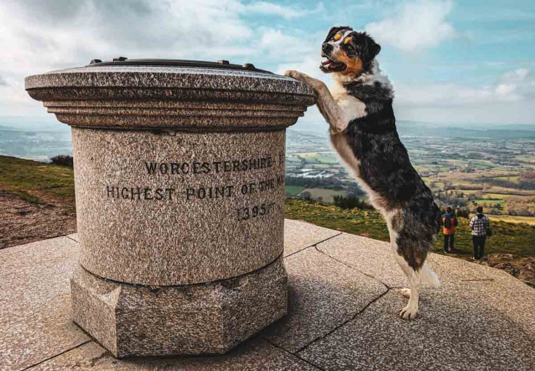 Dog posing on the Worcestershire Beacon
