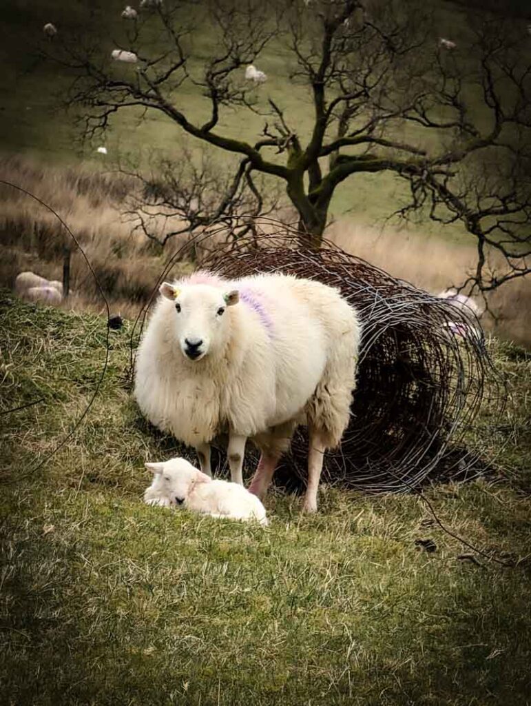 sheep and lamb during a walk in the countryside