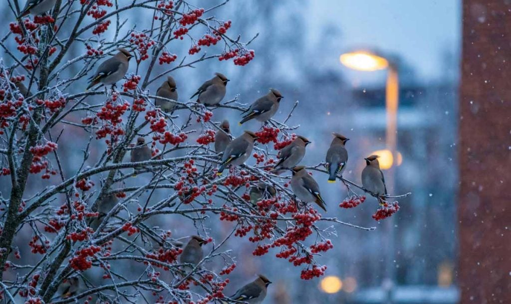 A flock of Waxwings in a tree