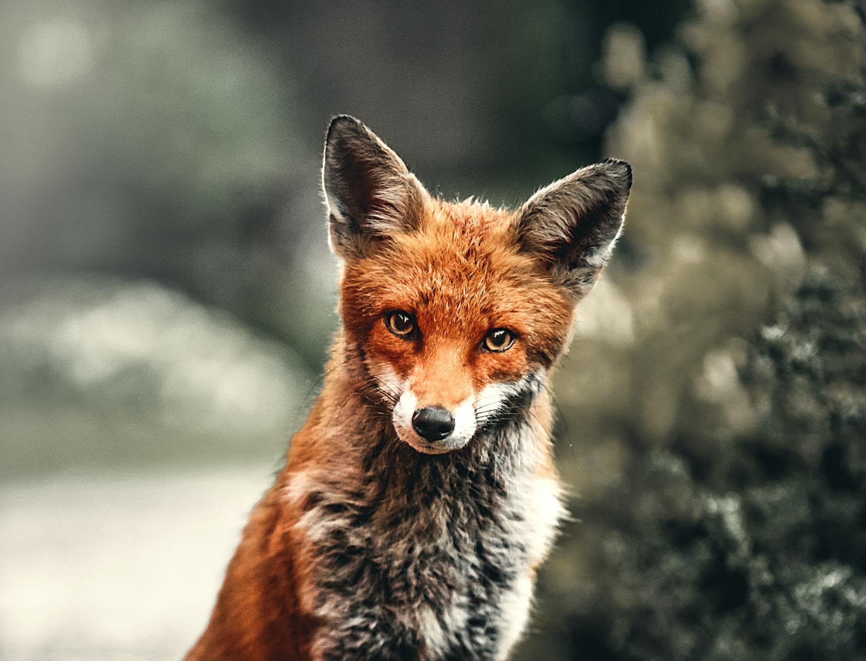 A close-up shot of a red fox sitting in its natural habitat, showcasing its captivating eyes and fur.
