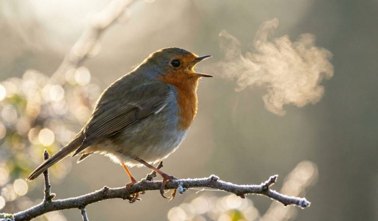 robin singing on a cold morning