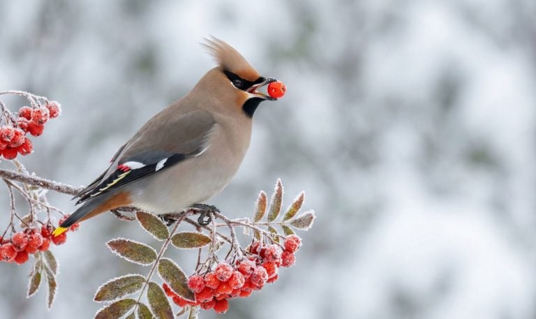 shot of a Waxwing with a bright red Rowan berry in its beak