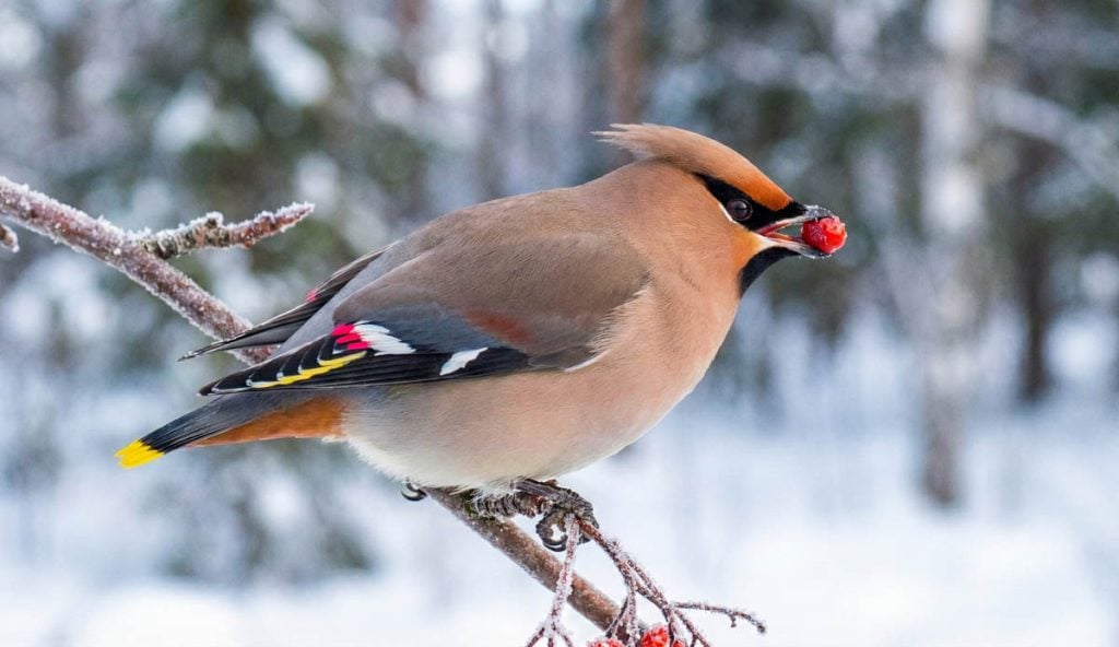 waxwing from the side holding a berry