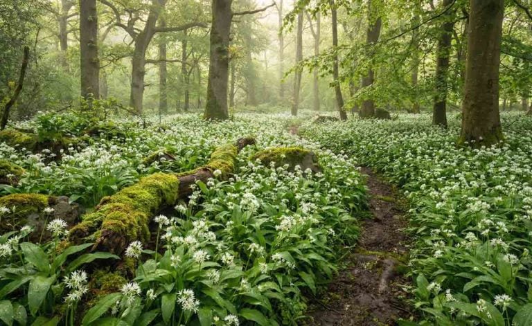 A lush, damp woodland floor completely taken over by the vibrant green leaves and white starburst flowers of Wild Garlic.