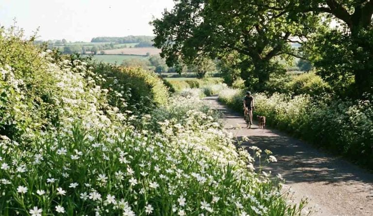 A sunny country lane with the hedgerow exploding in a chaotic white cloud of Greater Stitchwort and Cow Parsley