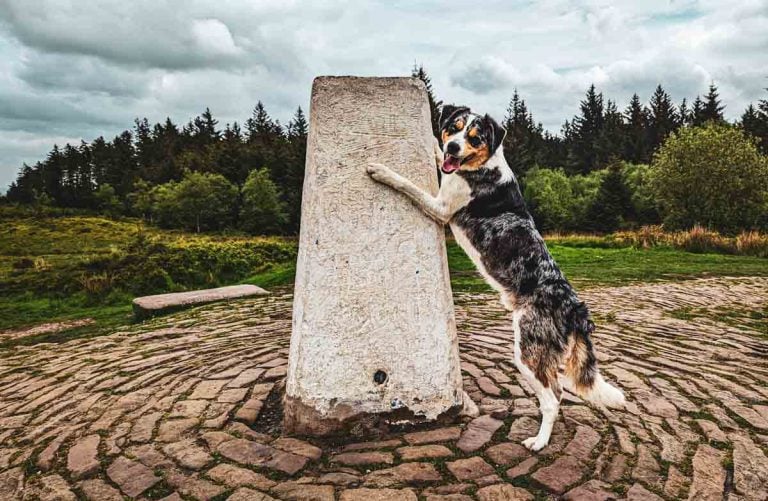 Malc the border collie posing at a trig point