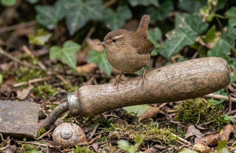 a tiny wren on a trowel