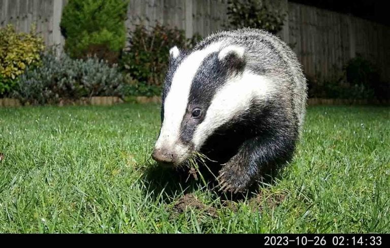badger in the garden