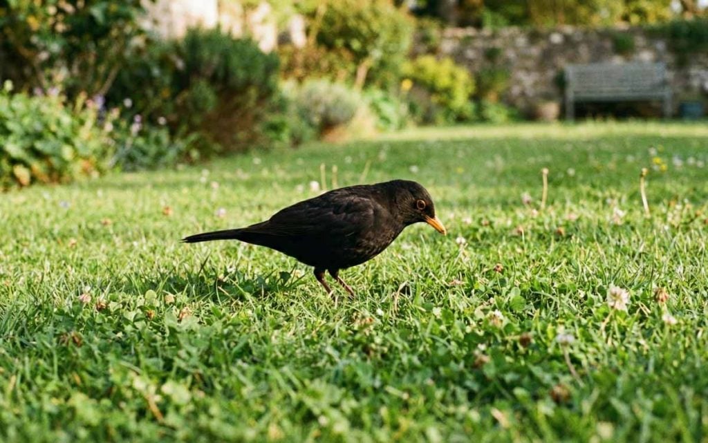 blackbird on a lawn