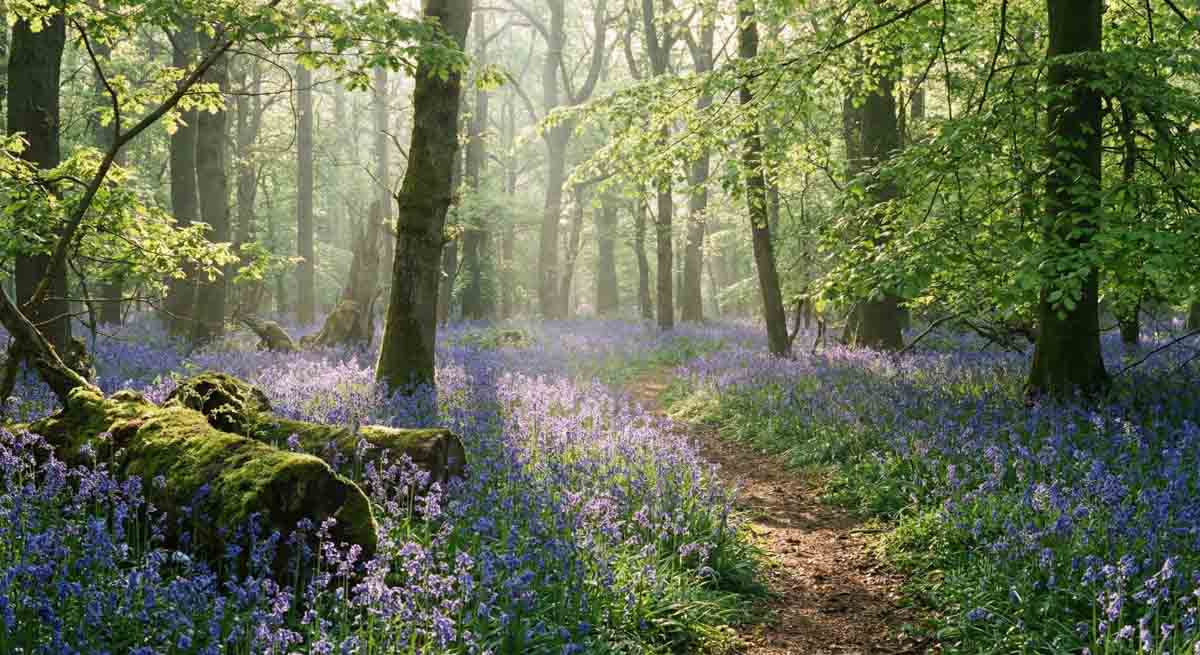 The Ultimate Guide to UK Spring Wildflowers: Identification, Folklore ...