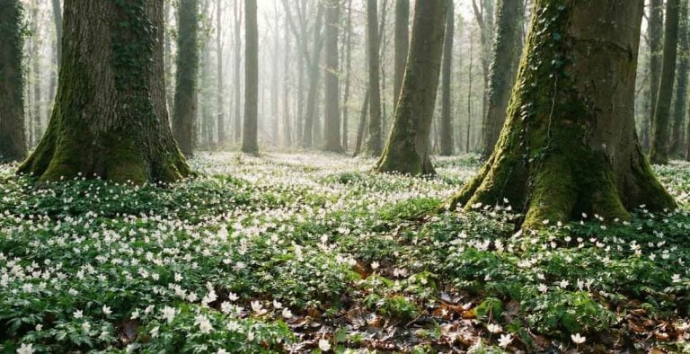 carpet of wood anemones in uk wood