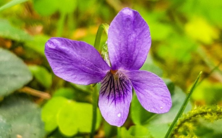 close up of a Dog Violet