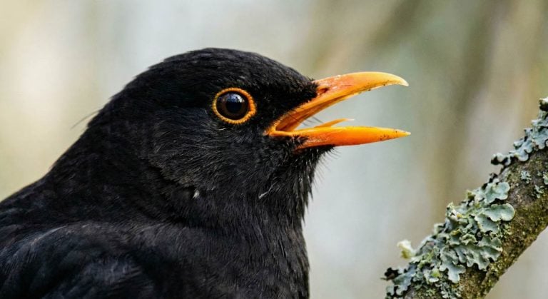 close up of blackbird singing