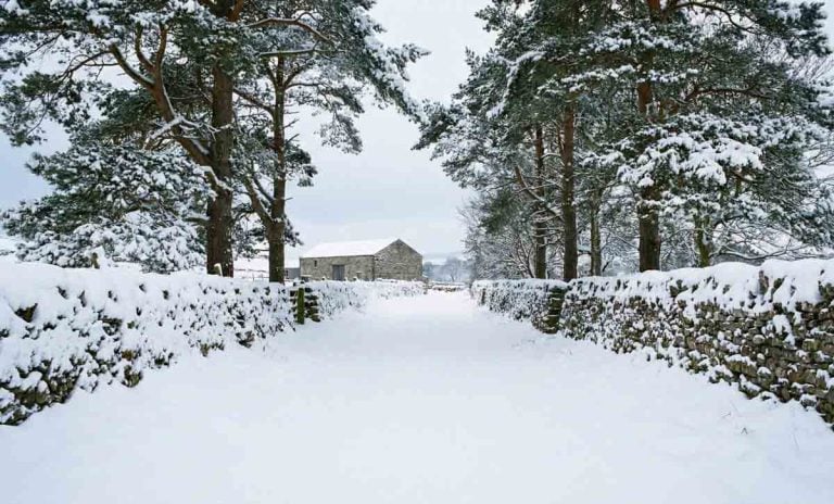fresh fallen snow on a lane