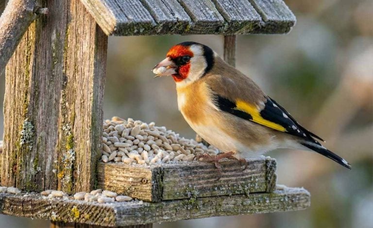 goldfinch eating sunflower hearts at a garden table feeder