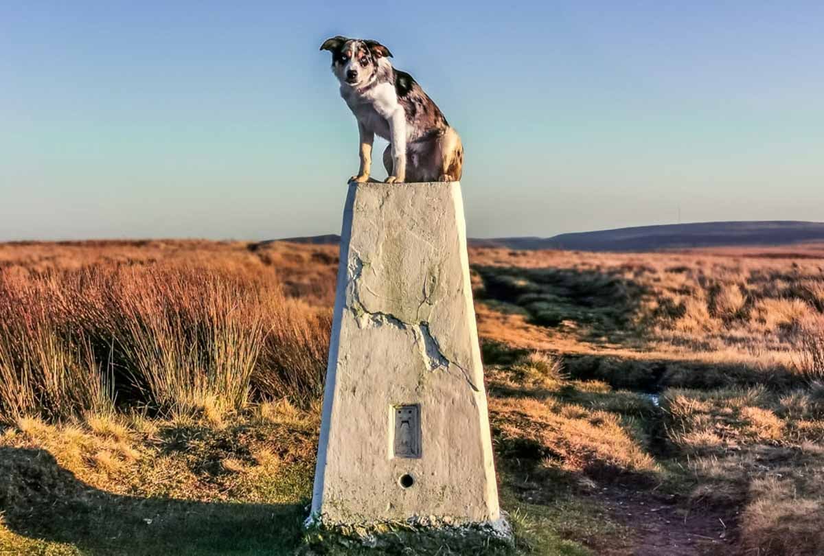 The Concrete Sentinel: Your Ultimate Guide to Trig Points | BaldHiker