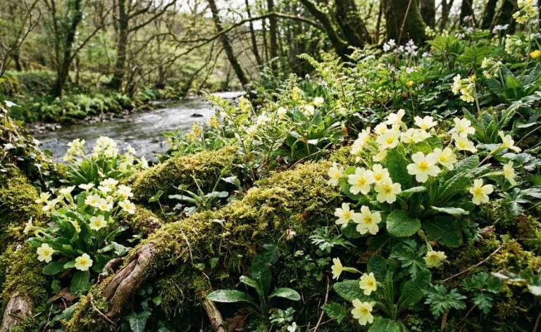primroses by the riverside