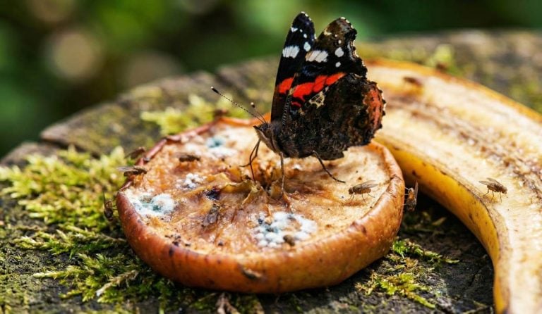 red admiral butterfly on rotting fruit