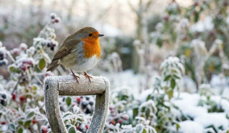 robin on a garden spade in the frost