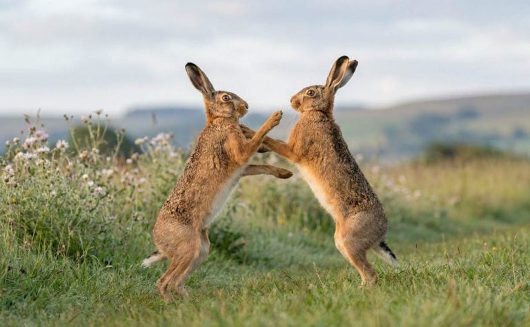 2 hares boxing in March