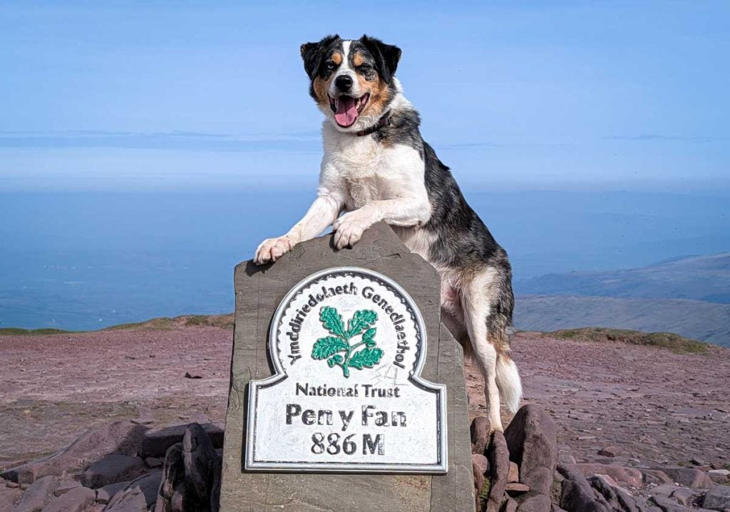 Malc the dog on the summit of Pen y Fan
