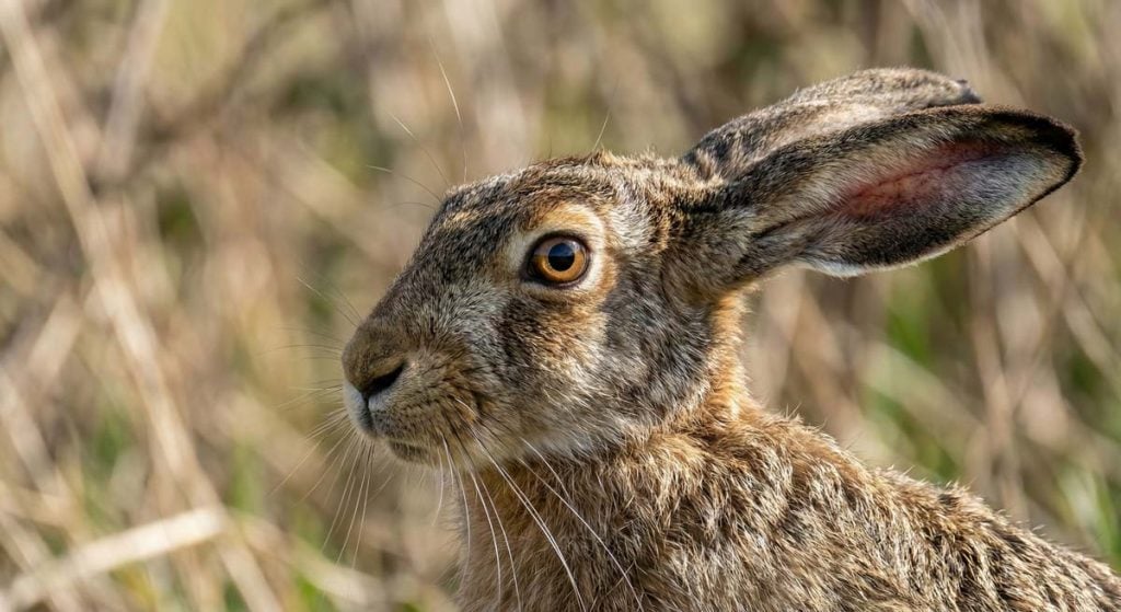 close up of a hare's face and ears
