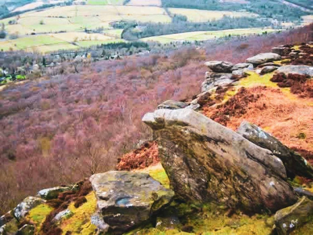 gritstone and heather on froggatt edge