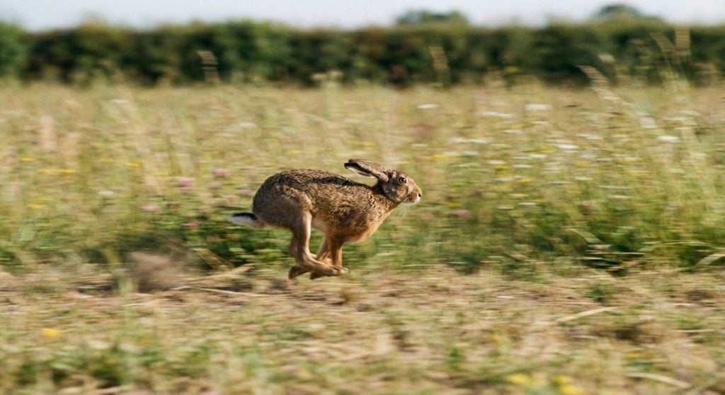 hare running across the grass