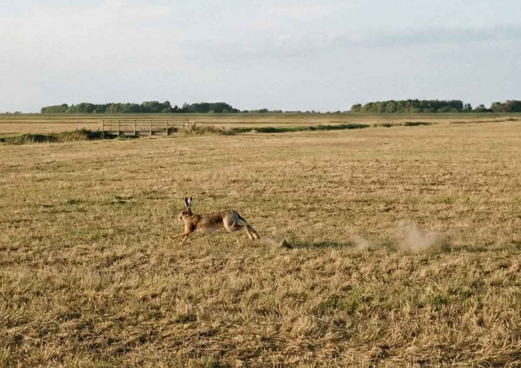 running hare