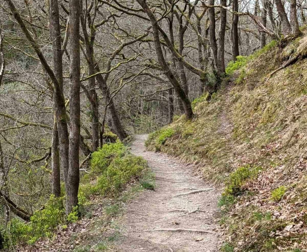 path in the trees on Nant Llech Walk
