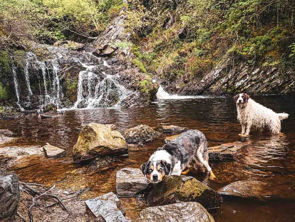 2 dogs at the foot of Rhiwargor Waterfall in Wales