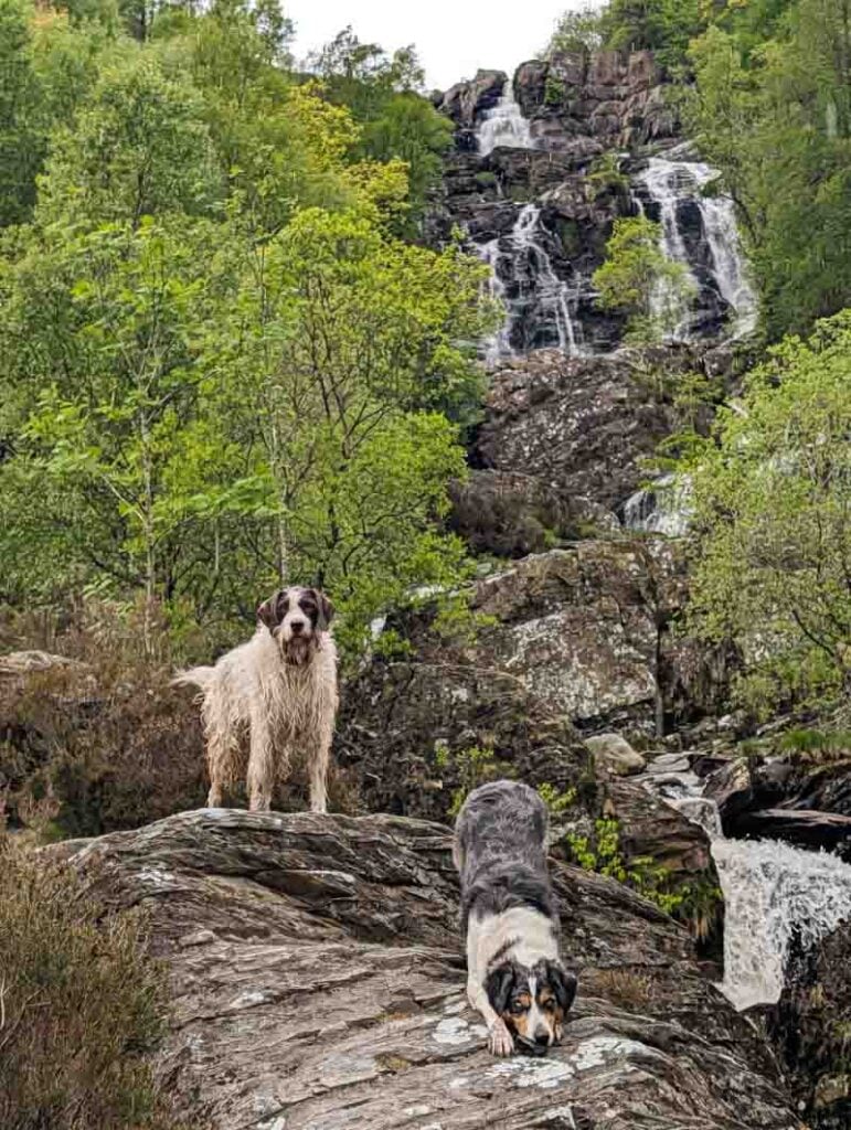 2 dogs on the rocks at Rhiwargor Waterfall