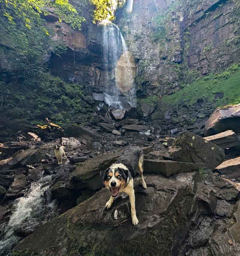 Malc the dog at Melincourt Waterfall