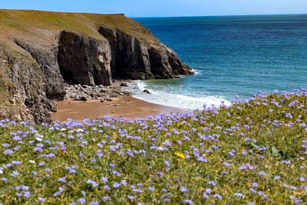 Spring Squill and cliffs in Pembrokeshire