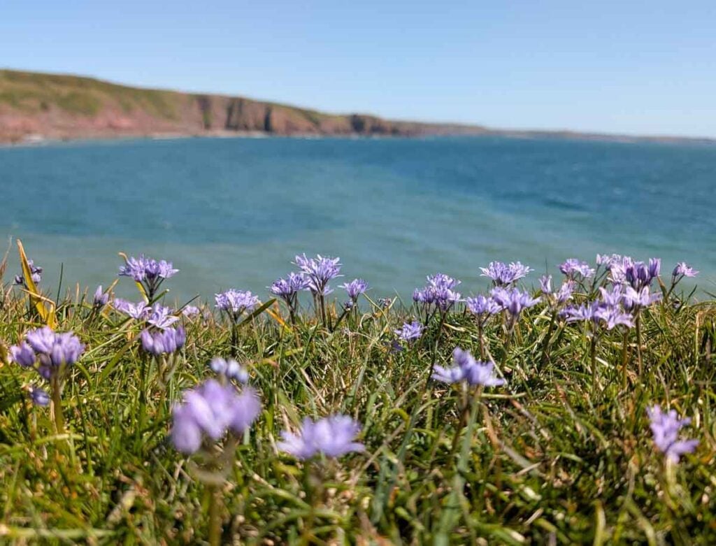 Spring squill by the sea