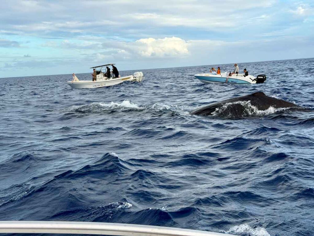 watching sperm whales in Mauritius