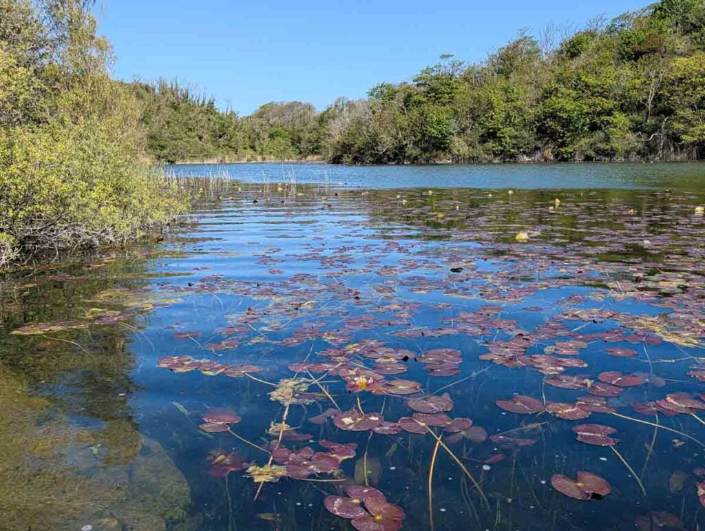 bosherston lily ponds in late april