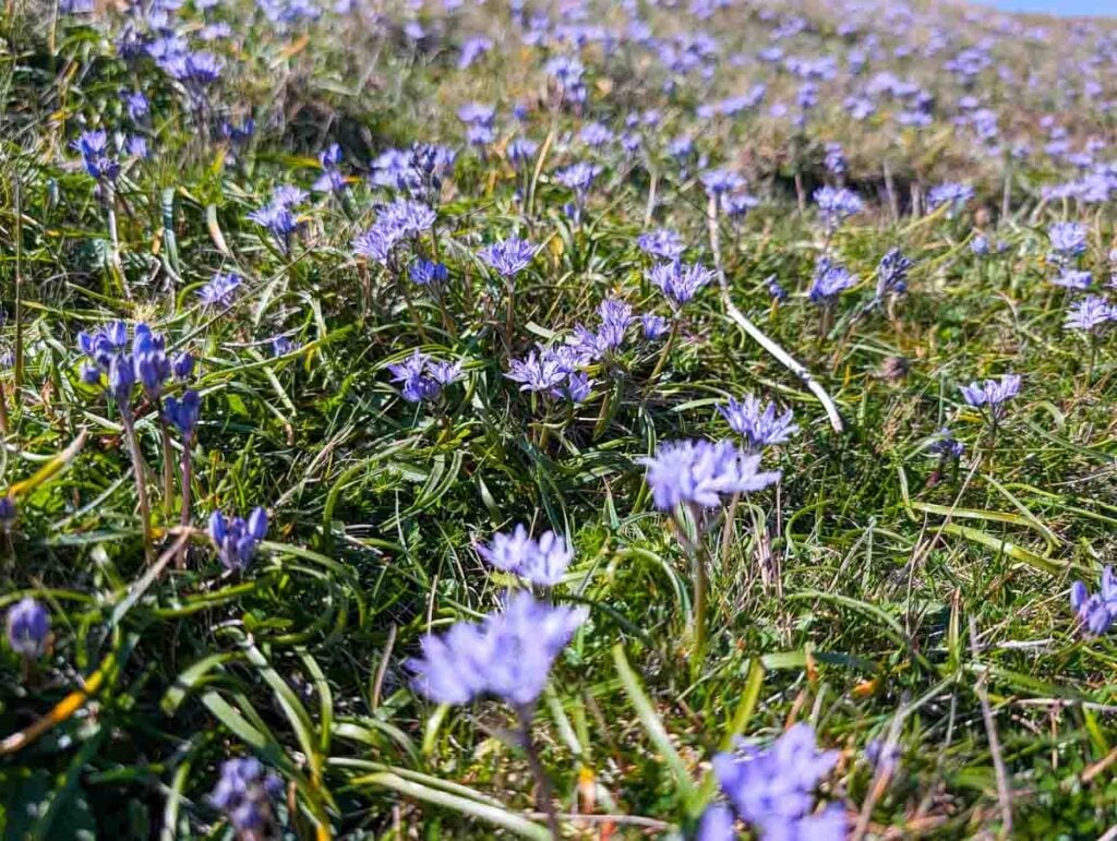 close up of spring squill