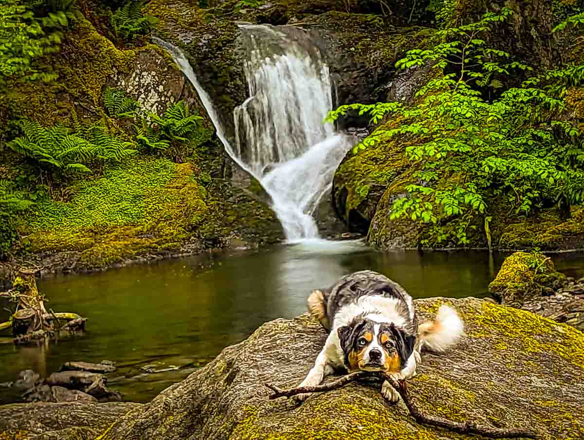 dog at the middle Dolgoch Falls