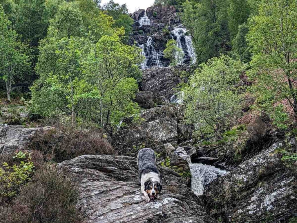 dog posing at Rhiwargor Waterfall
