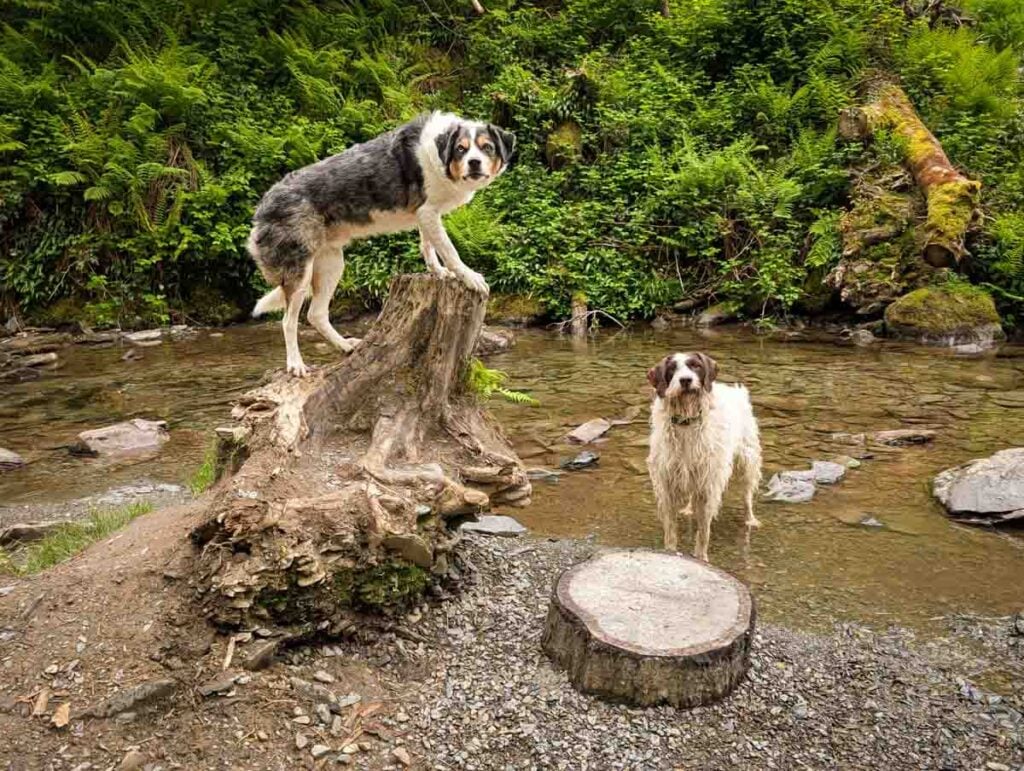 dogs in the river at Dolgoch Falls