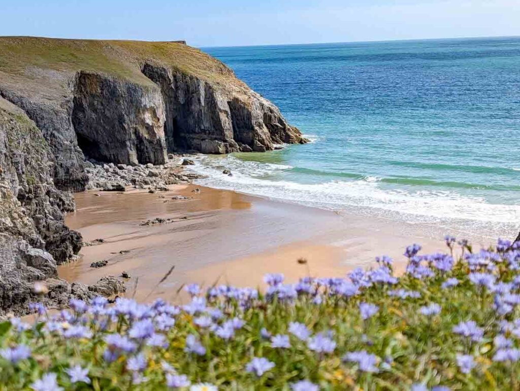 flowers and sea in pembrokeshire