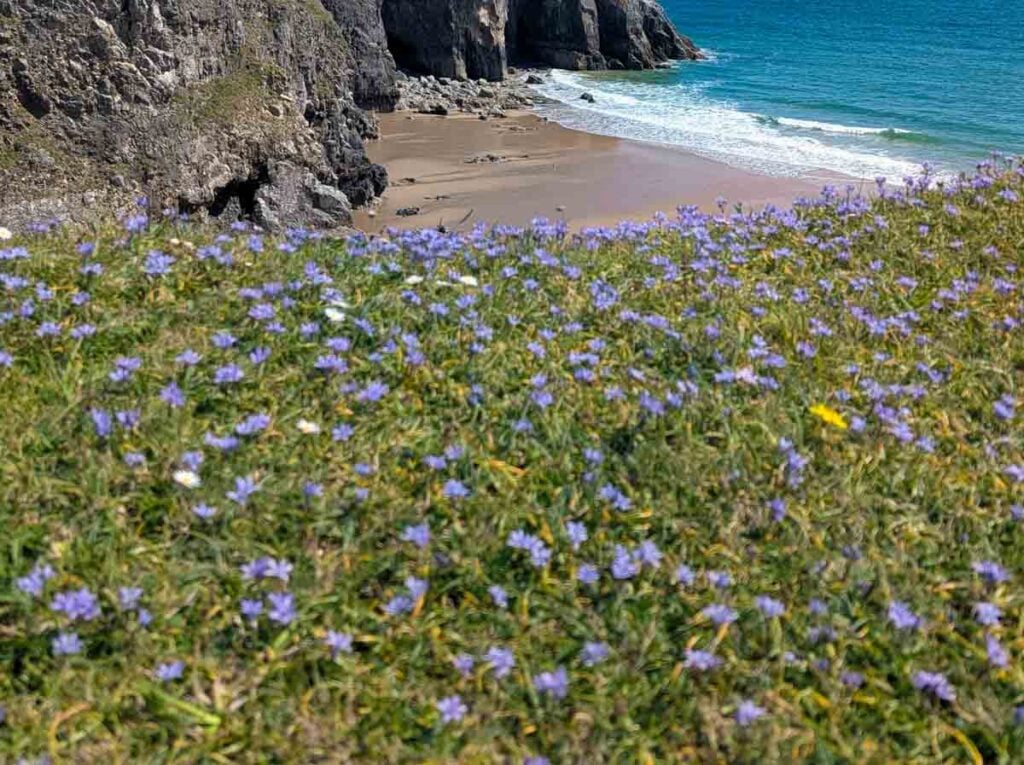 lots of Spring Squill on the coast