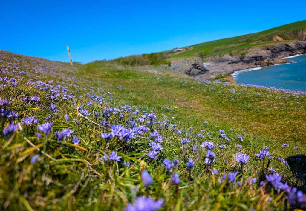 purple coloured spring squill