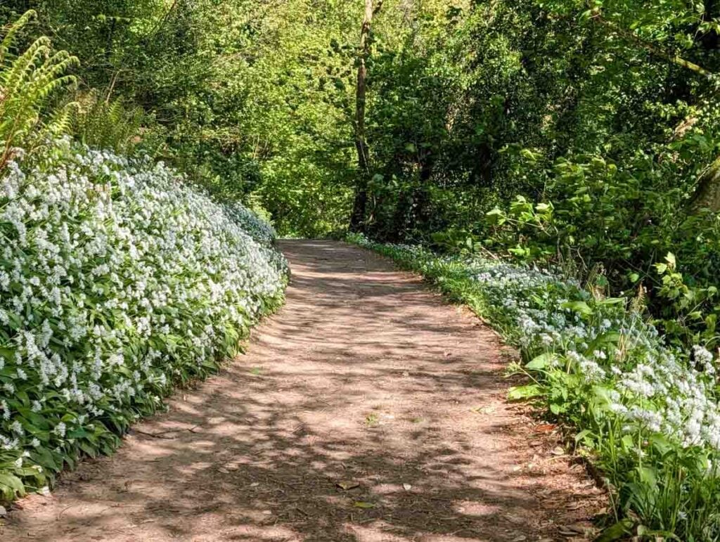 spring path at Bosherston Lily Ponds