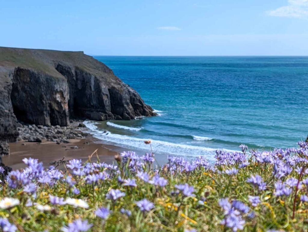 spring squill above the beach