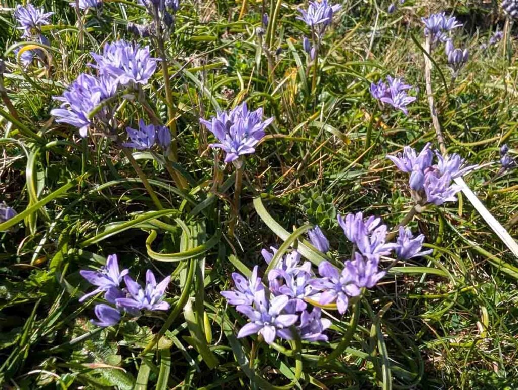 Spring Squill: Finding the Blue Stars of the Pembrokeshire Coast 1