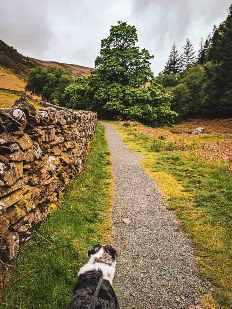 the path to Rhiwargor Waterfall with a dog