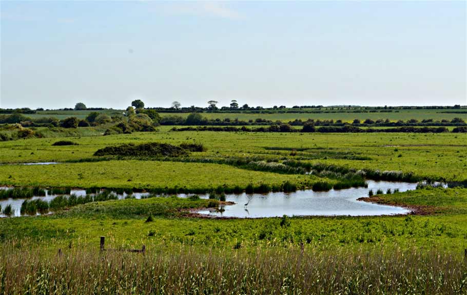 Marshes and little Egret- norfolk