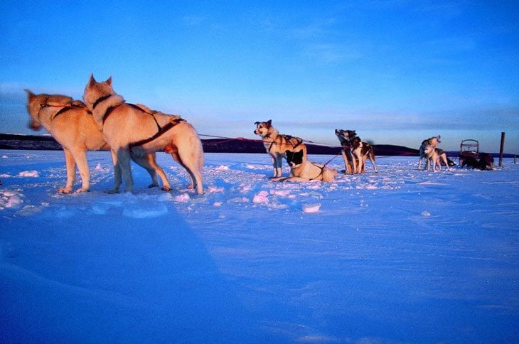 Norway - Husky Sledding Through Rondane National Park